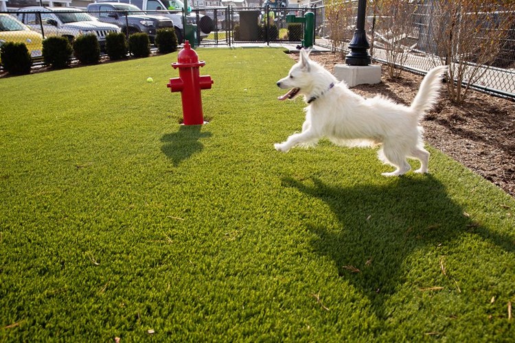 Phase II WAG Pet Park