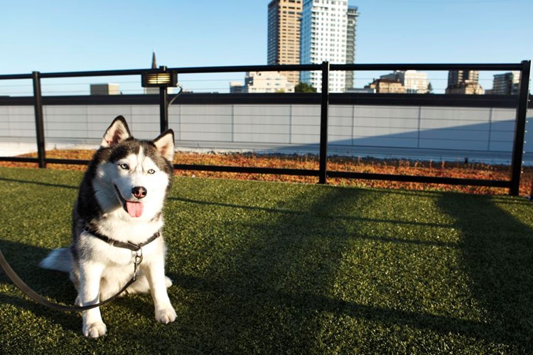 Rooftop Terrace with WAG Pet Park