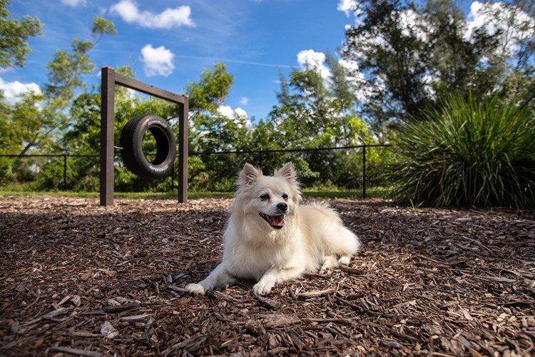 Bring your dog down to our off-lease, on-site dog park. Complete with agility equipment! 