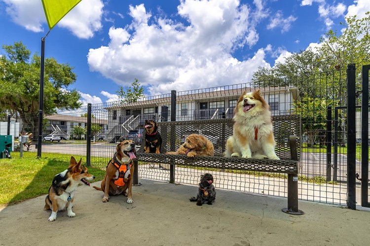 Ridgemar Commons offers pet friendly apartments in Gainesville. We also offer an off-leash dog park.