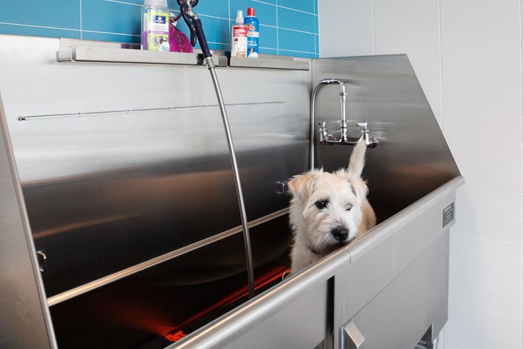 WAG pet spa with bathing and grooming equipment