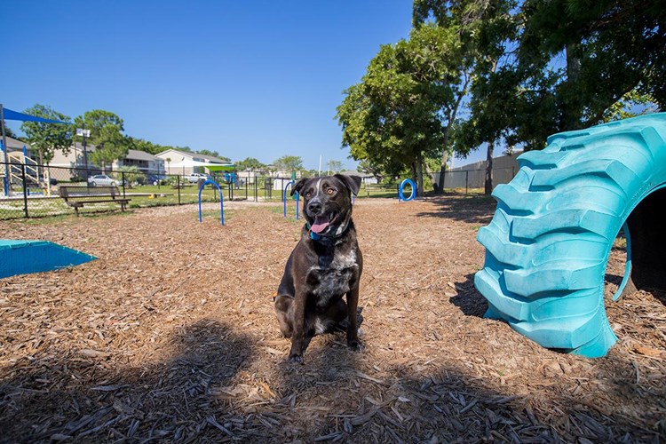 We offer pet friendly apartments in Gulf Breeze, FL and even have an on-site dog park. 