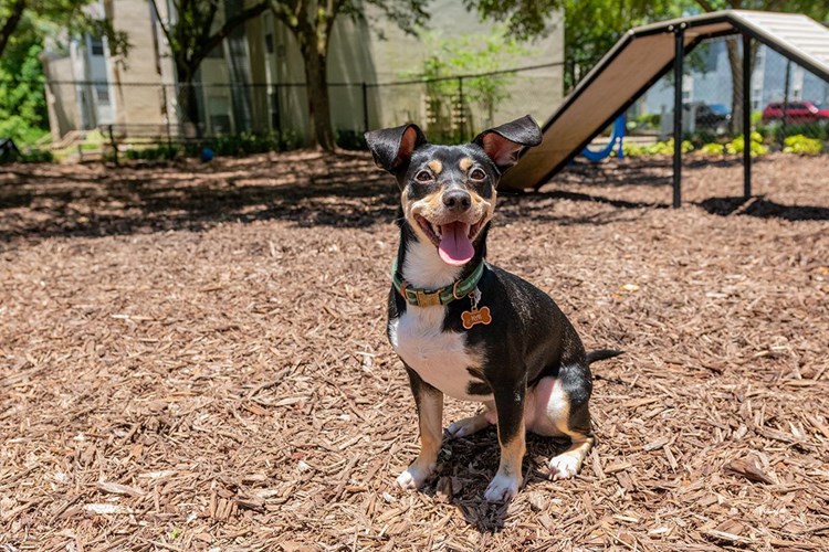We offer pet friendly apartments in Tallahassee and even have an off-leash dog park.