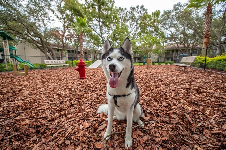 Your furry family love with absolutely love running free at our dog park with friends.