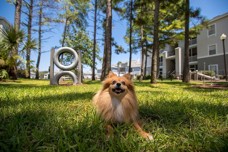 Banyan Bay apartments in Jacksonville is a pet friendly community. We even have an off-leash dog park right on site!
