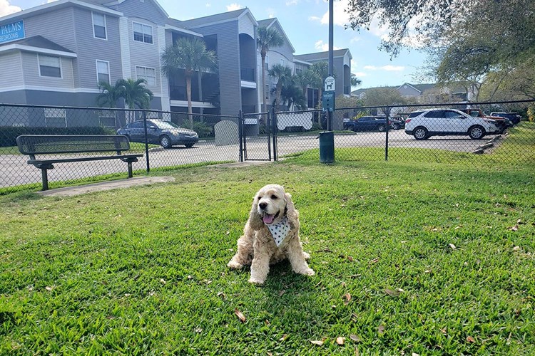 At Somerset Palms, we offer pet friendly apartments for rent in Naples. We also have a dog park on site!