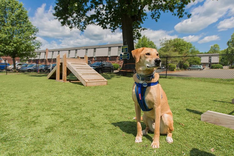 We offer pet friendly apartments in Westfield, MA!