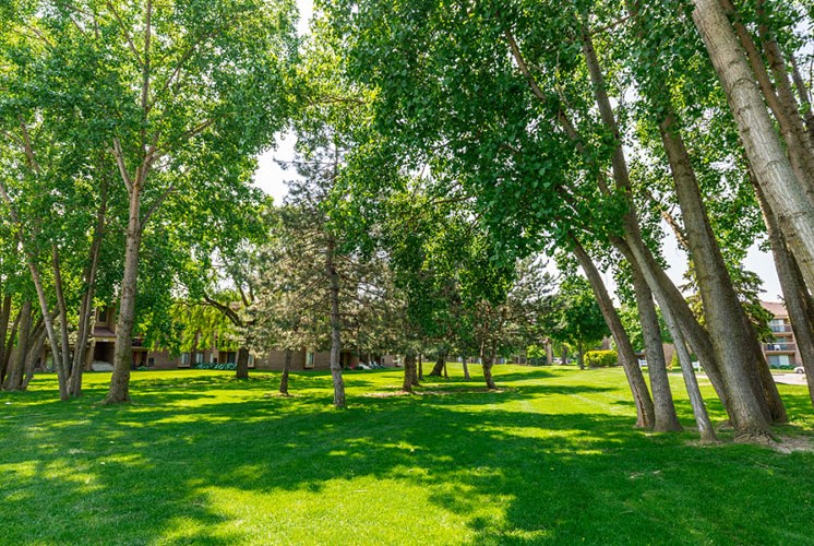 Green Spaces With Mature Trees at Lakeside Village Apartments, Clinton Township MI