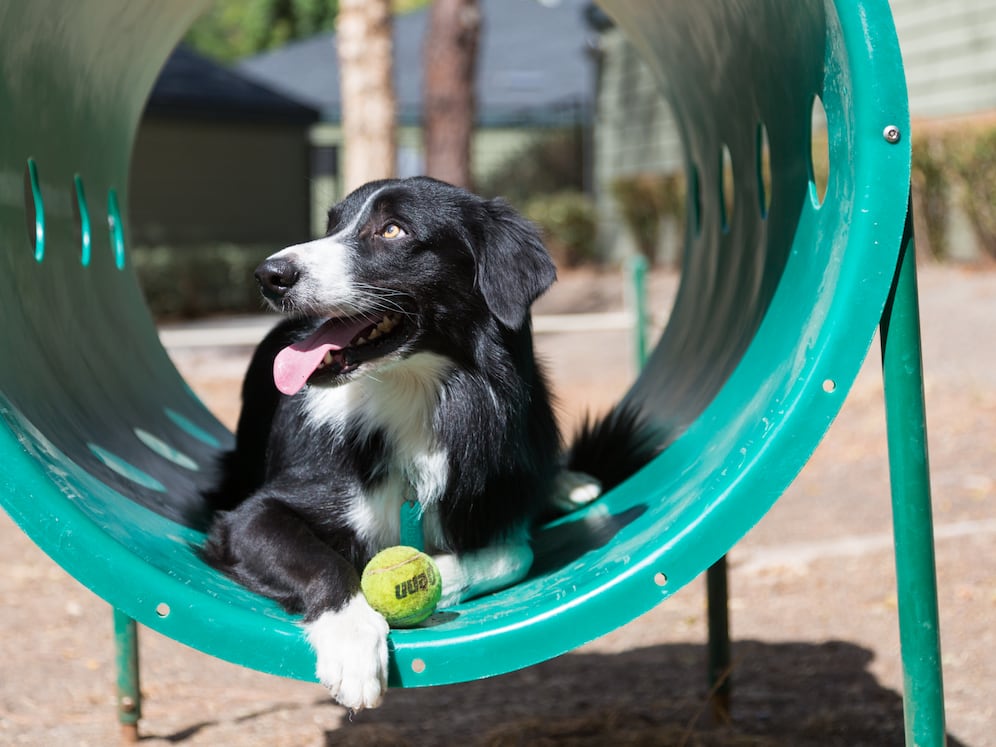 WAG pet park