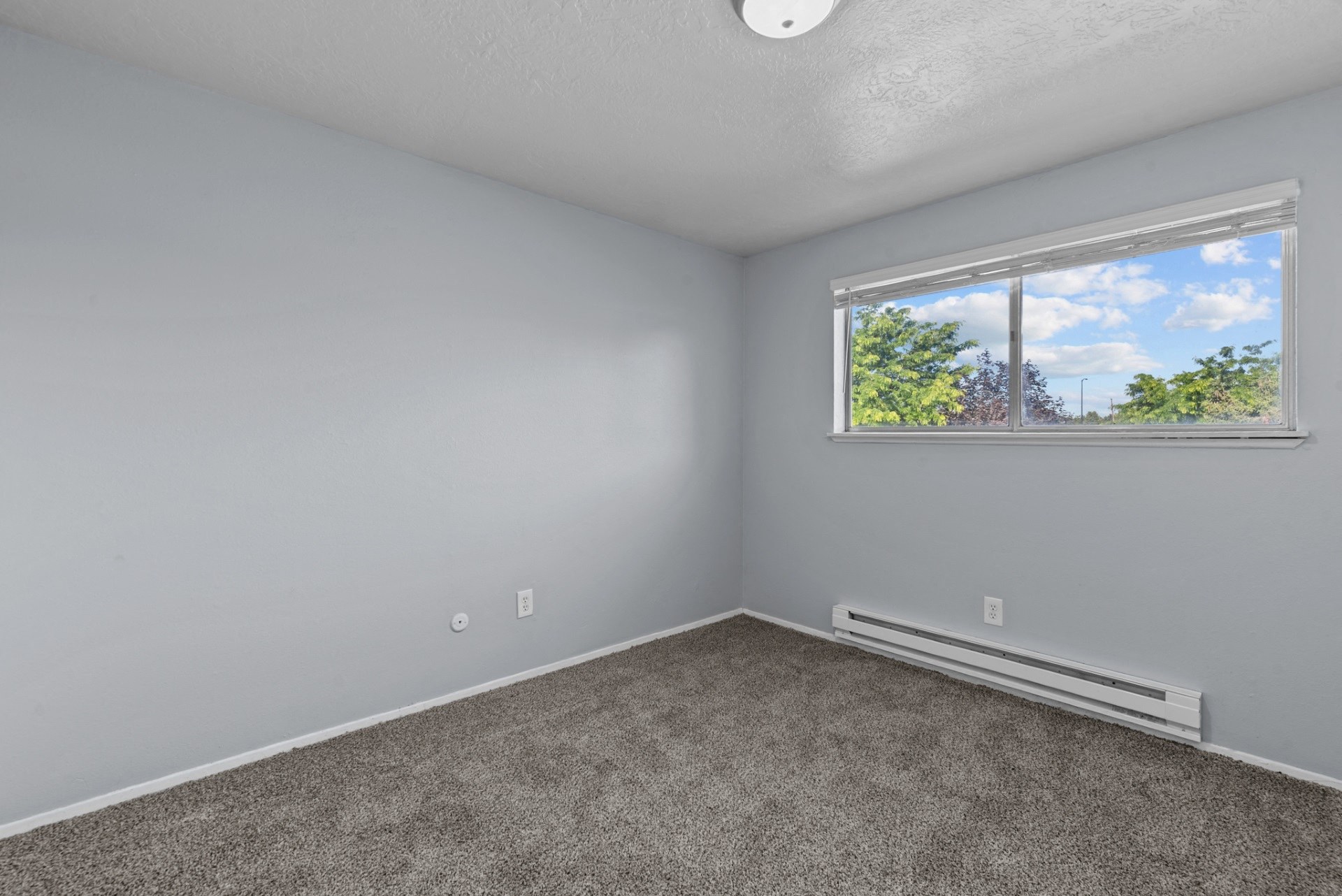 Sugar Pine Image 6