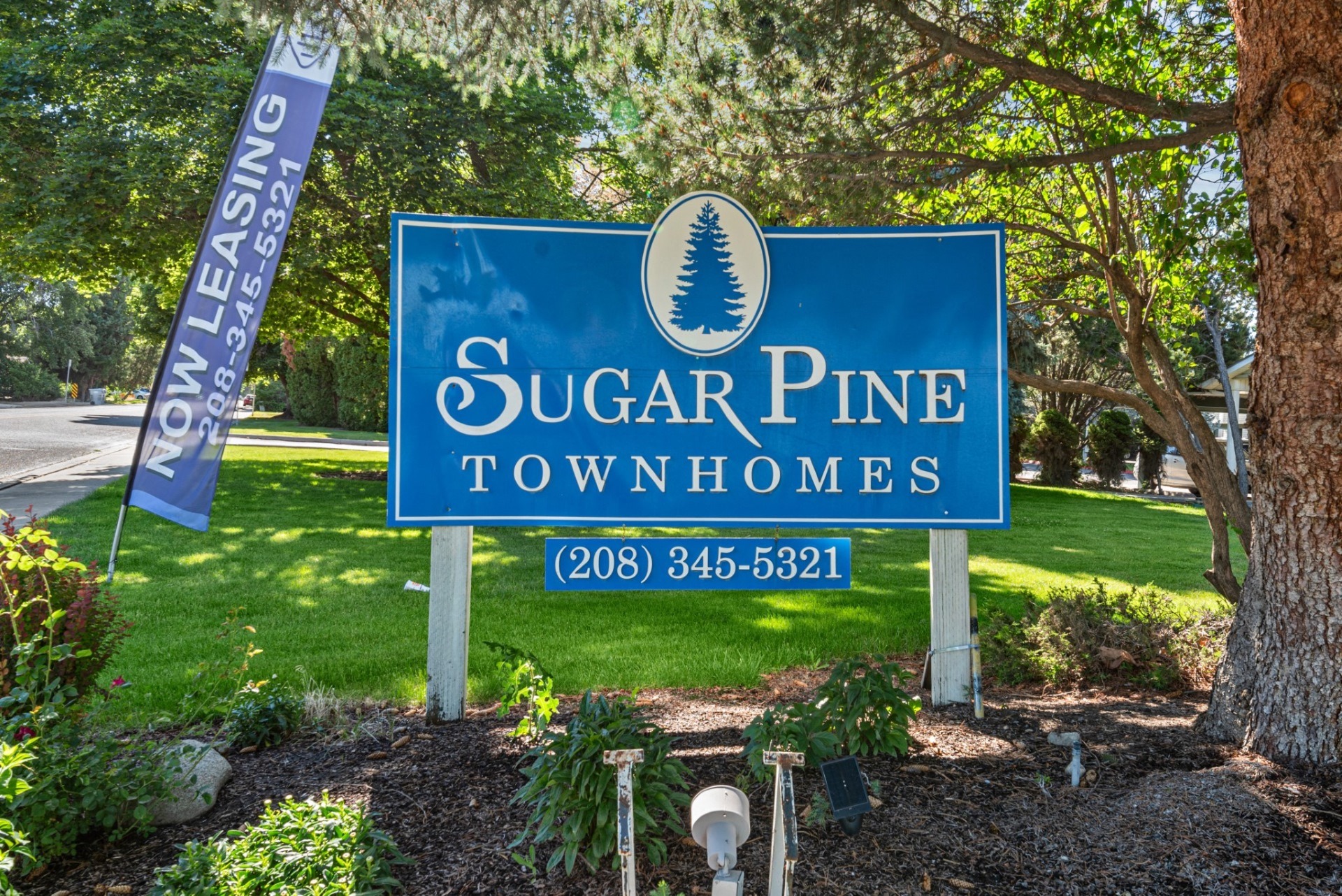 Sugar Pine Image 34