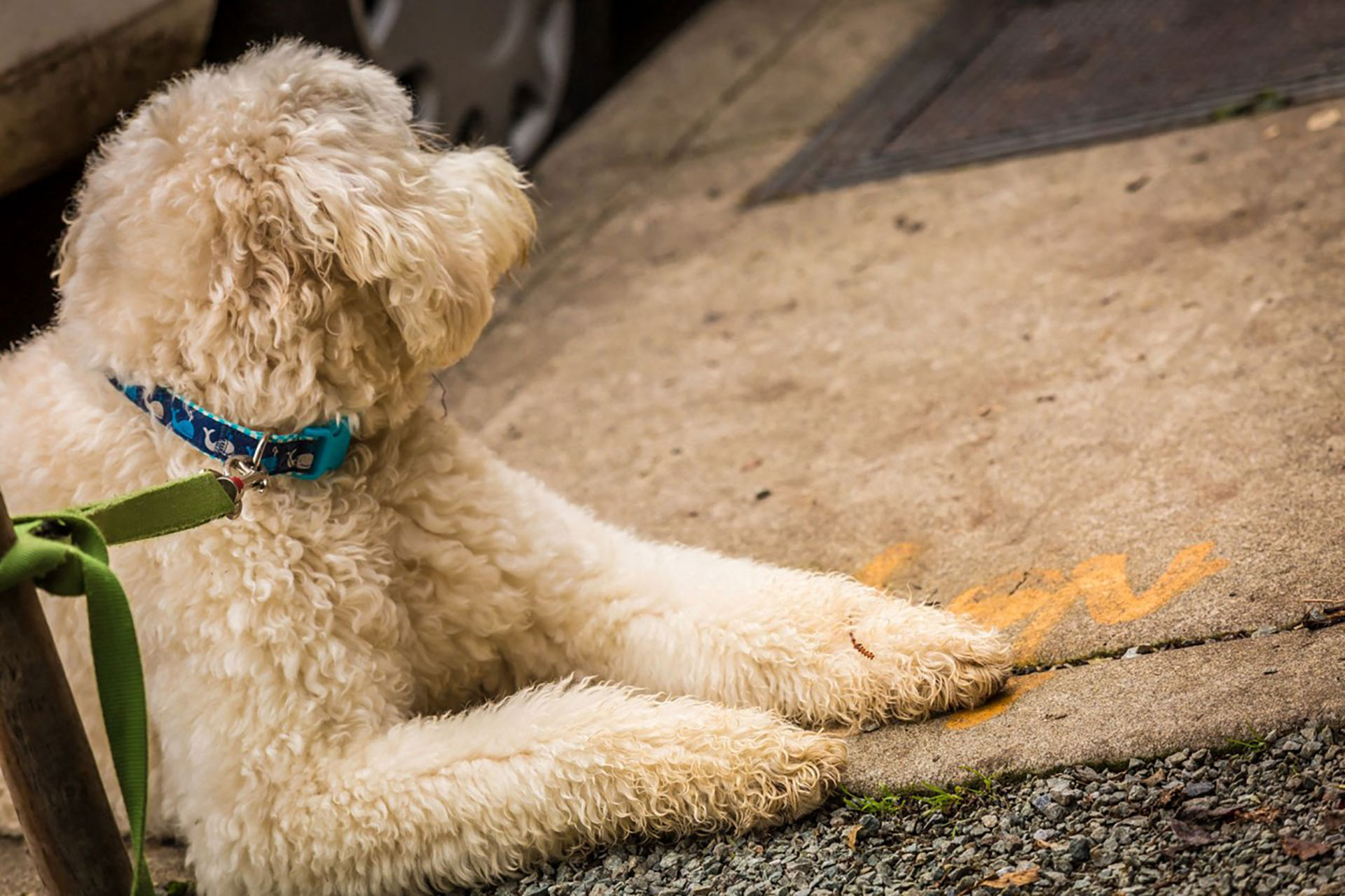 Pet-Centric Community