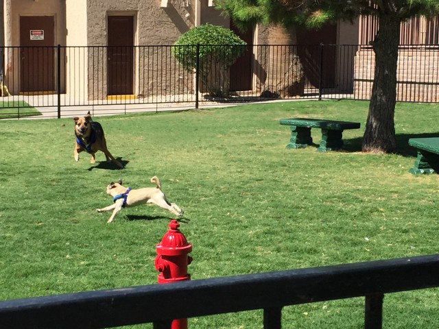 La Estancia Apartment Homes Image 3