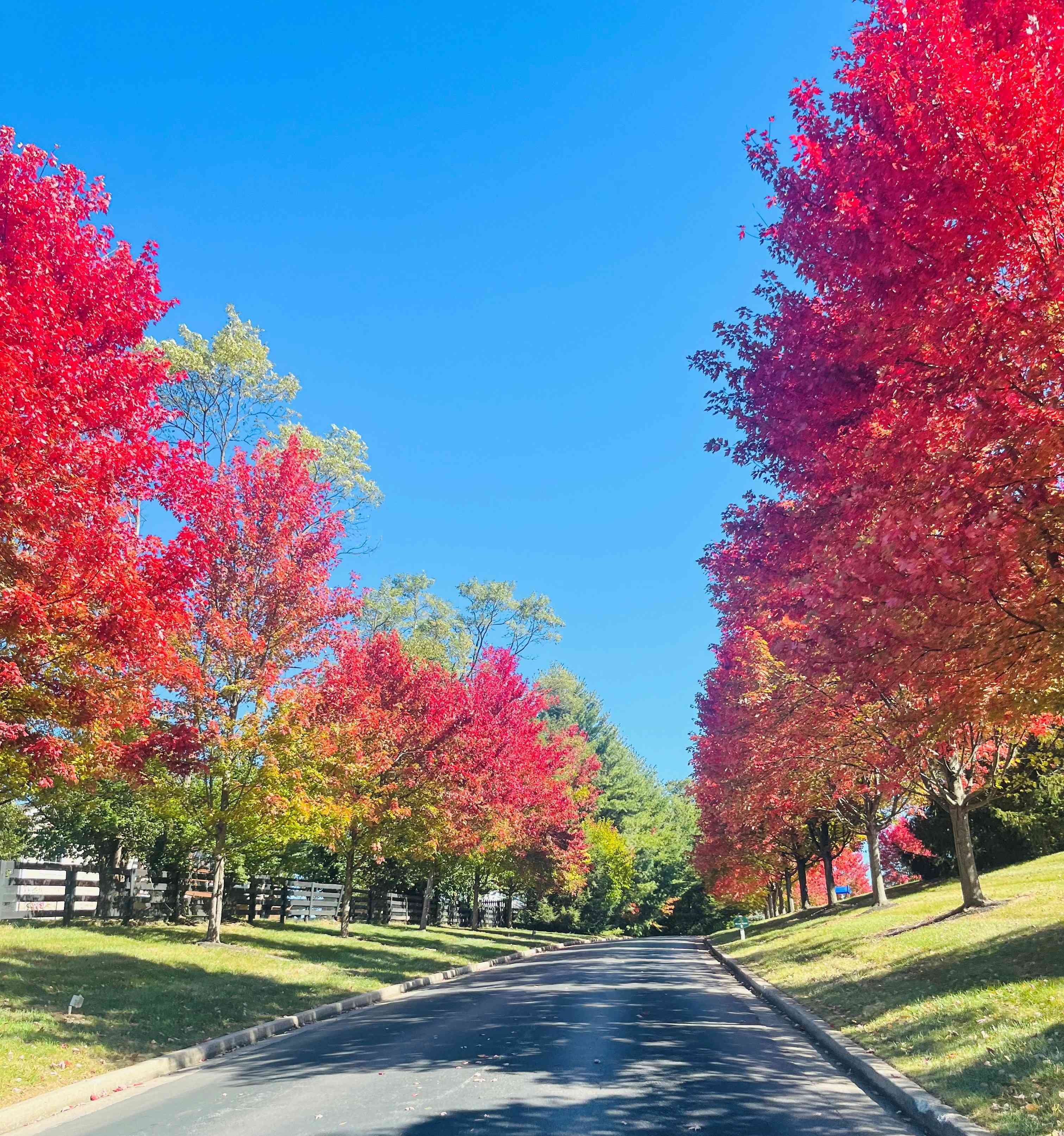 Fall at Merrick Place