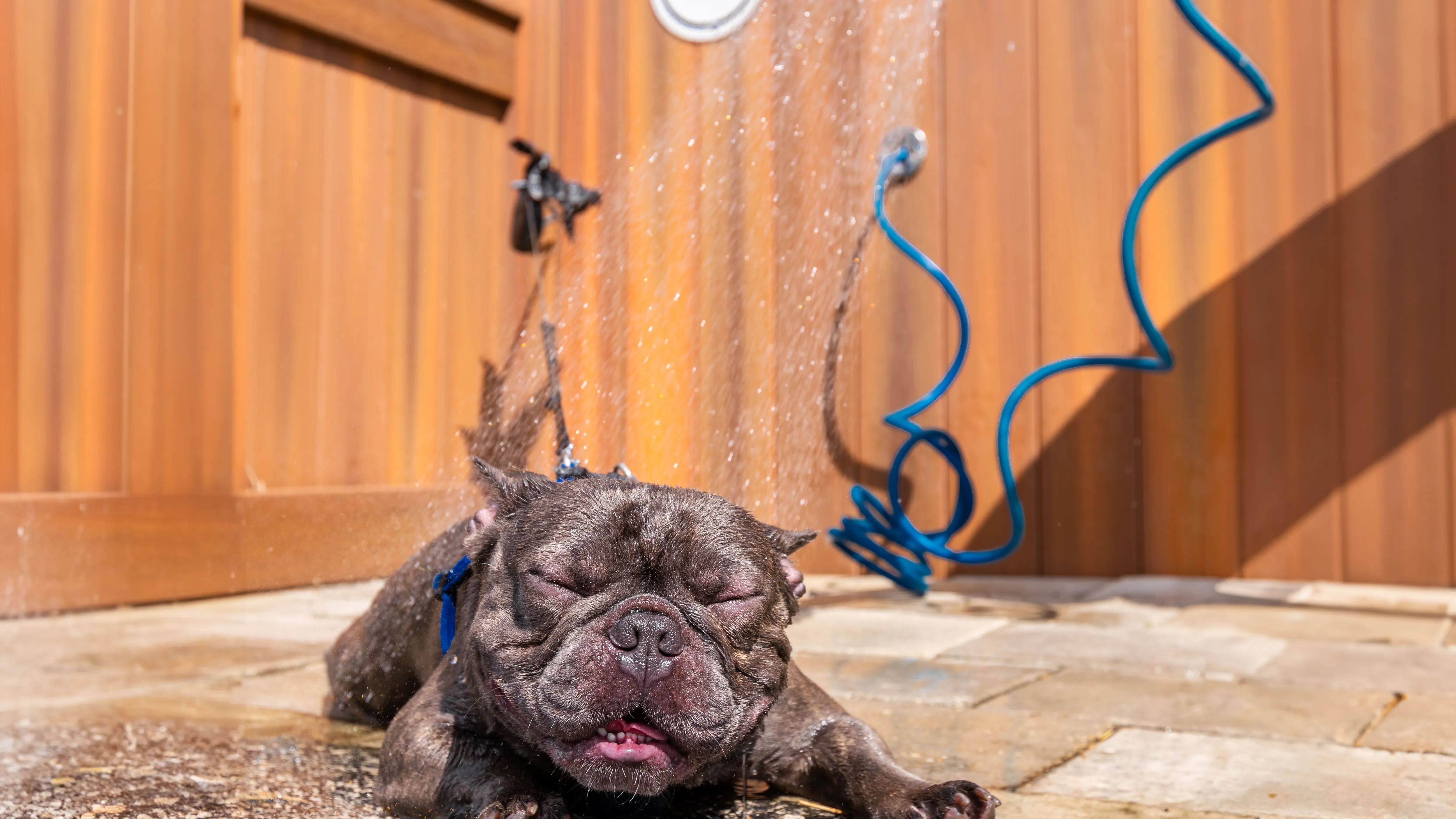 Treat your pet to a refreshing wash at our convenient dog wash station. Keep your furry friend clean and happy after a day at the dog park!