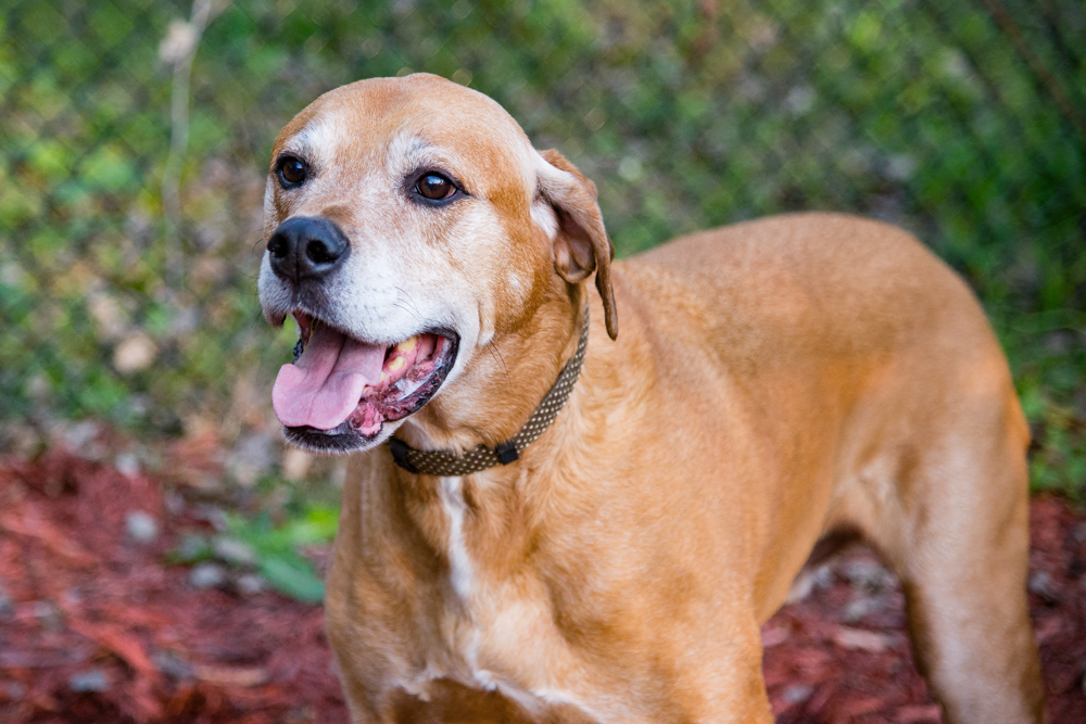 Minnetonka Hills is Dog Friendly!