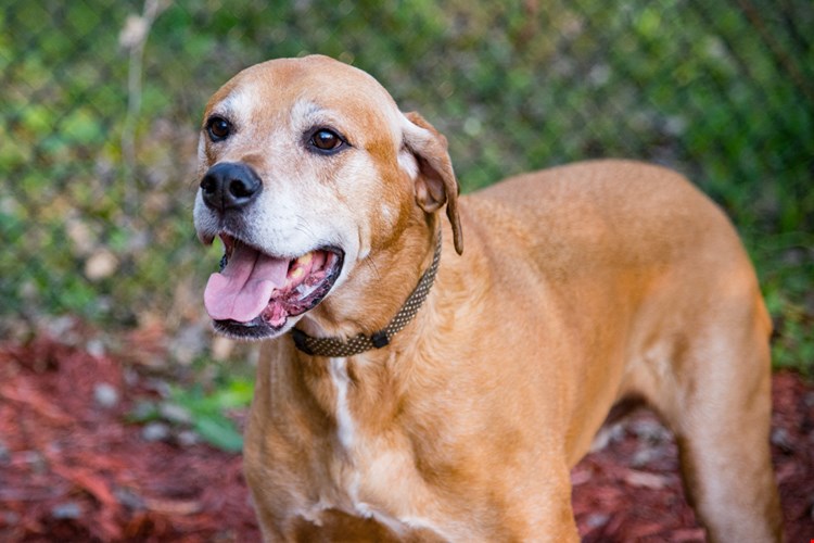 Minnetonka Hills is Dog Friendly!