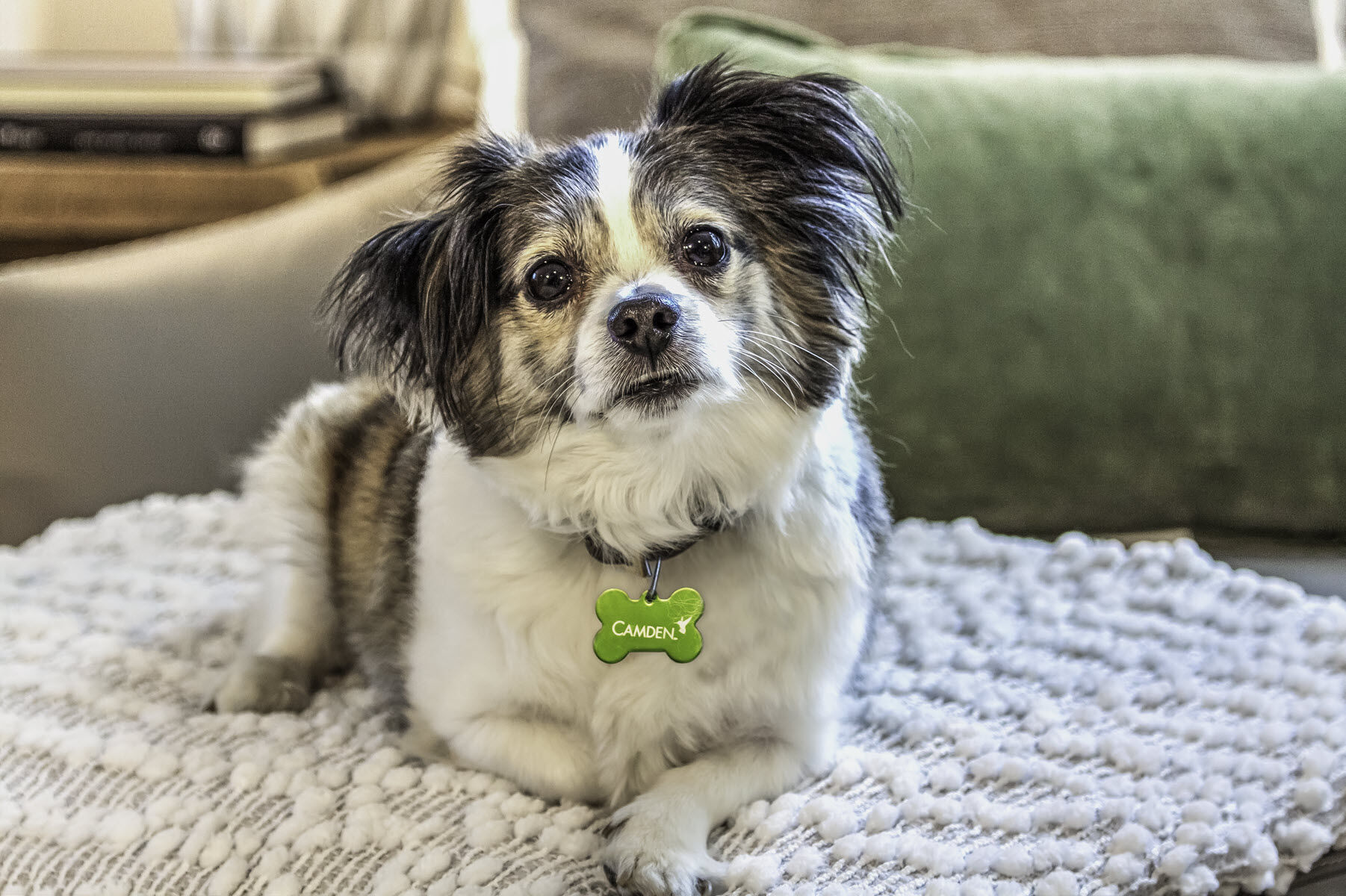 Camden Potomac Yard Image 36