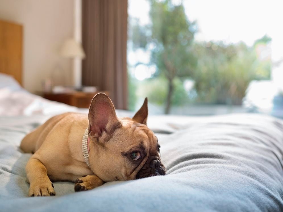 Pet-friendly community