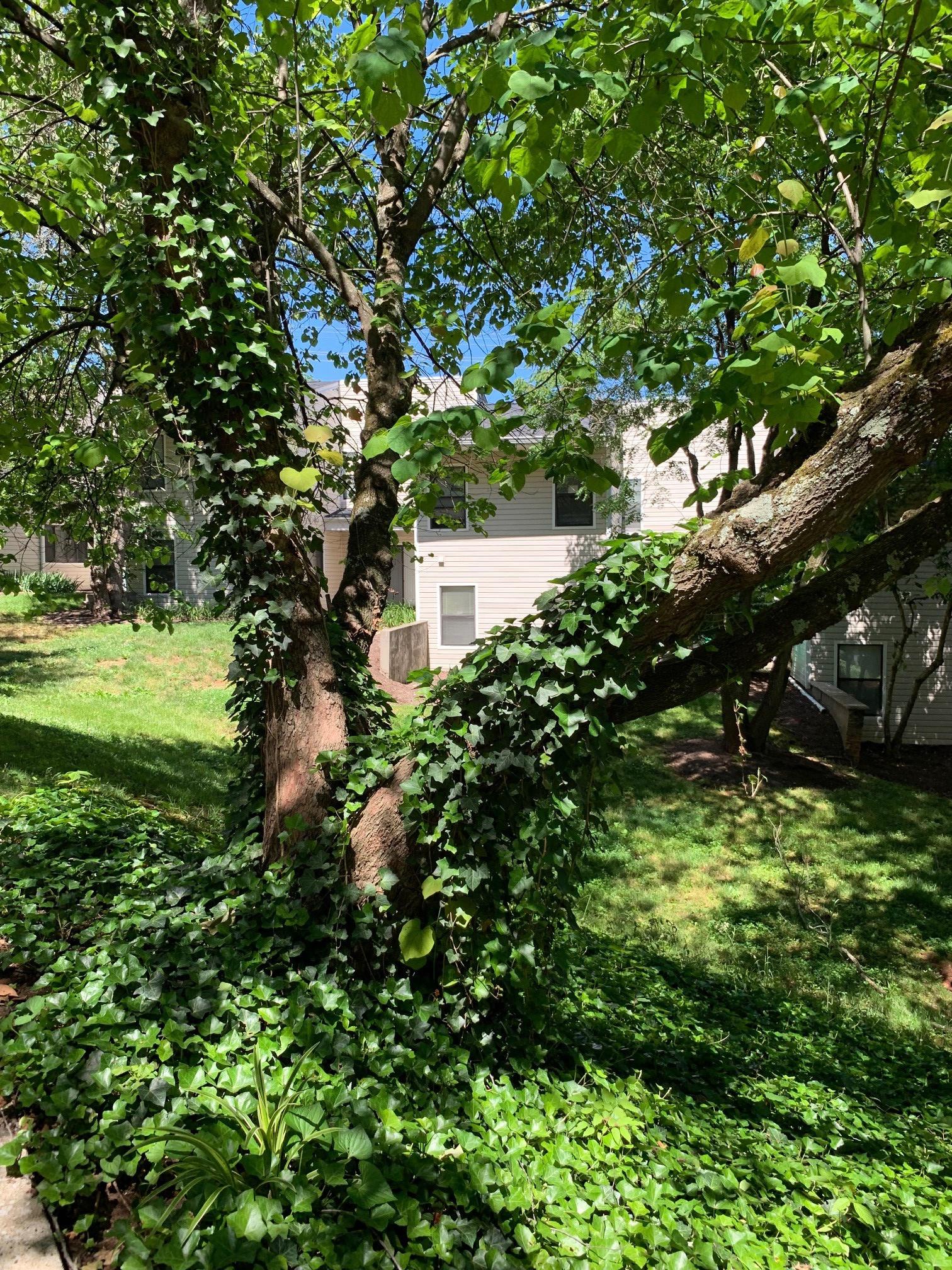 Mountain View Image 24