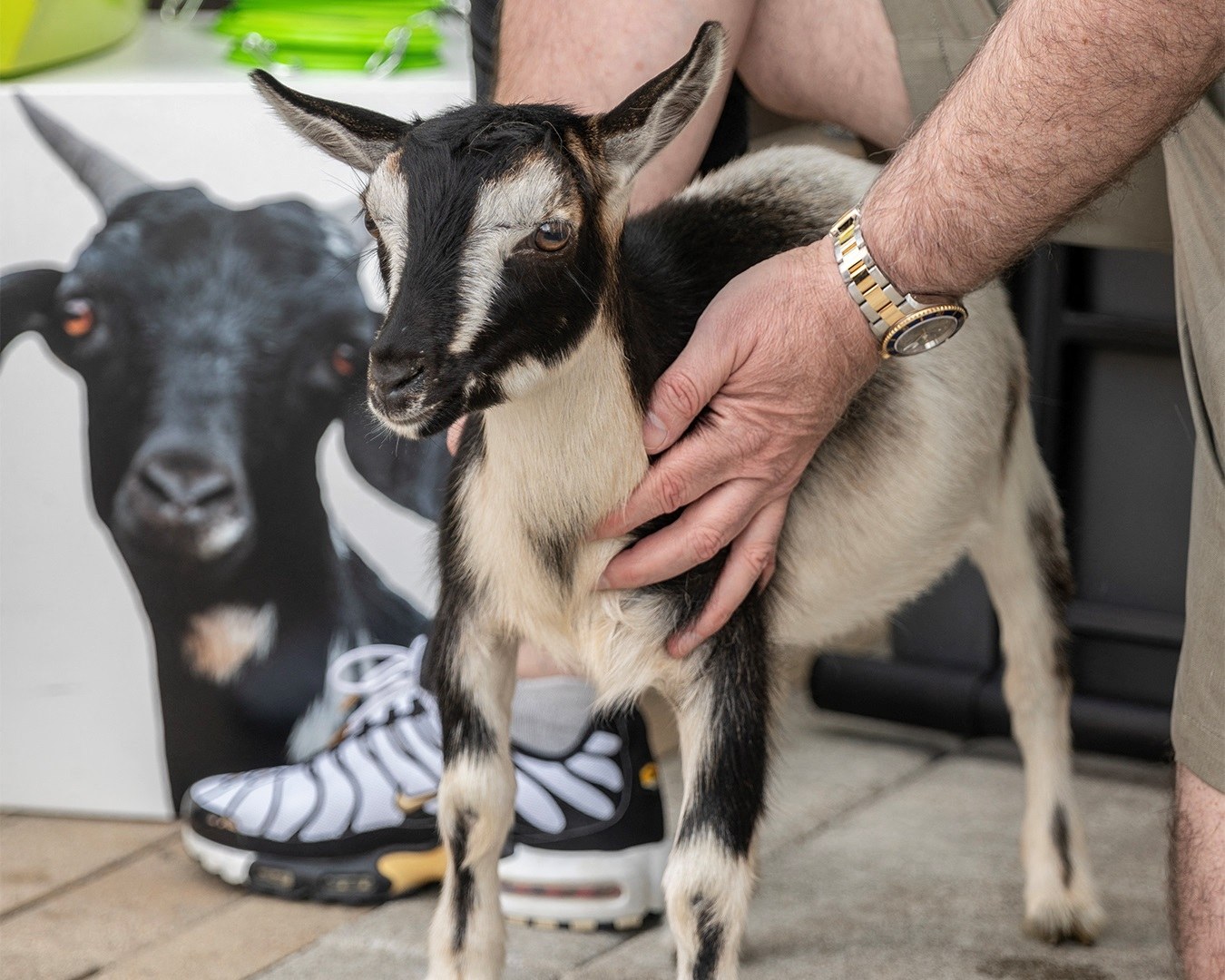 Goat Blocks Image 47