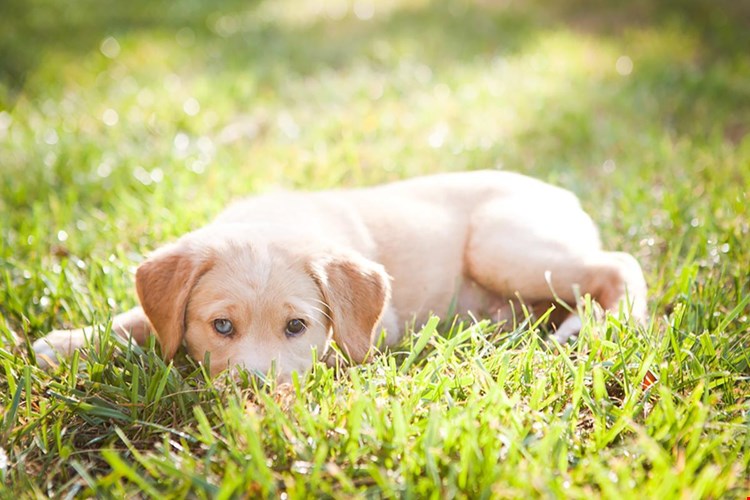 Elon Winter Park offers pet friendly apartments in Winter Park, so be sure to bring your furry friends along!