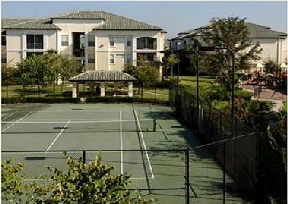 Allegro Palm Image 7