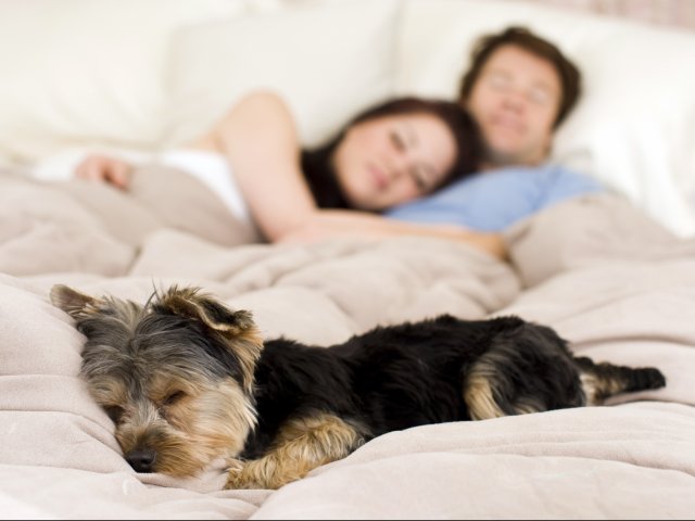 At The Highlands at Hilltop pets are like family.