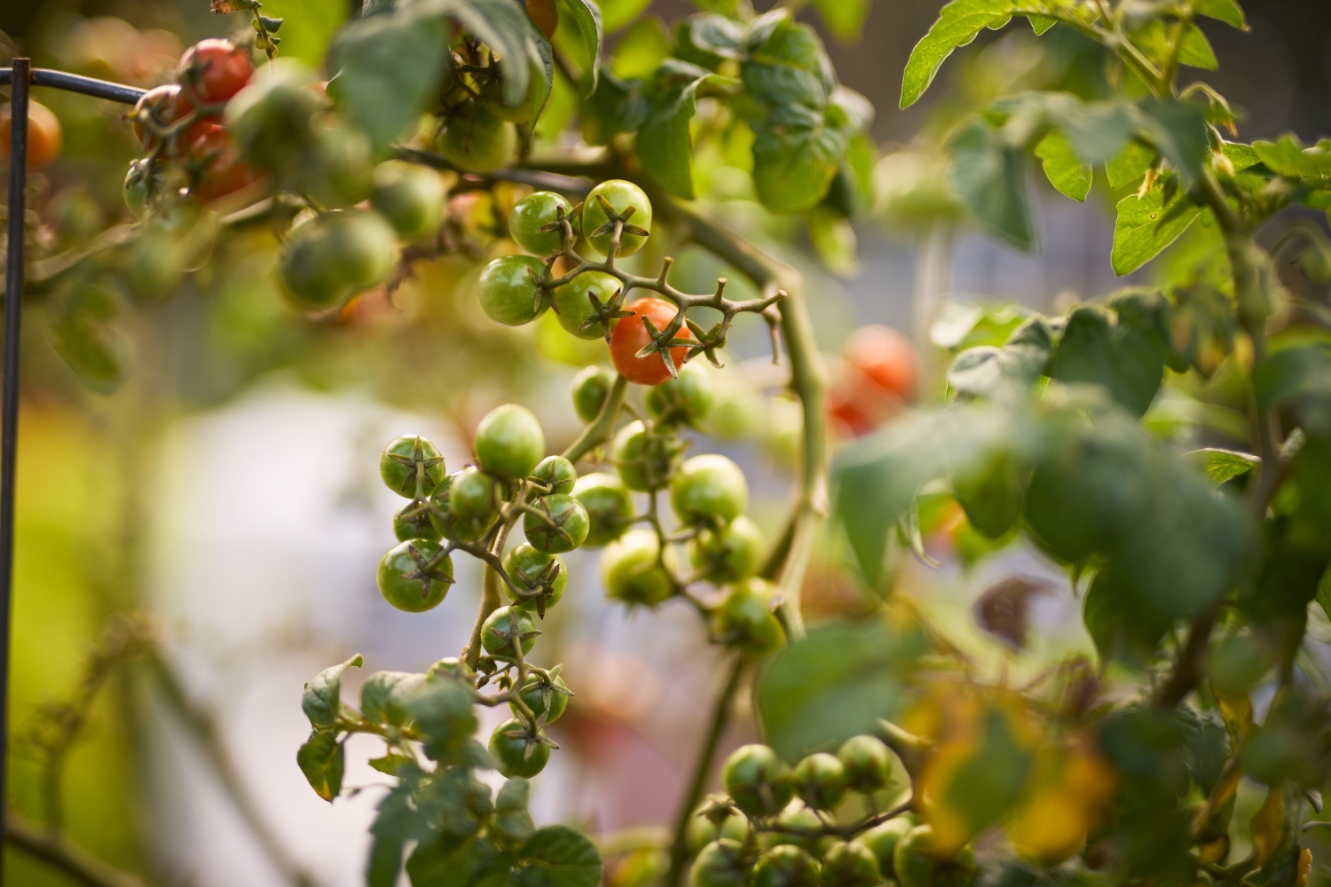 Lakeside Apartments Image 91