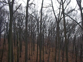 The Glen at Shawmont Station Image 3