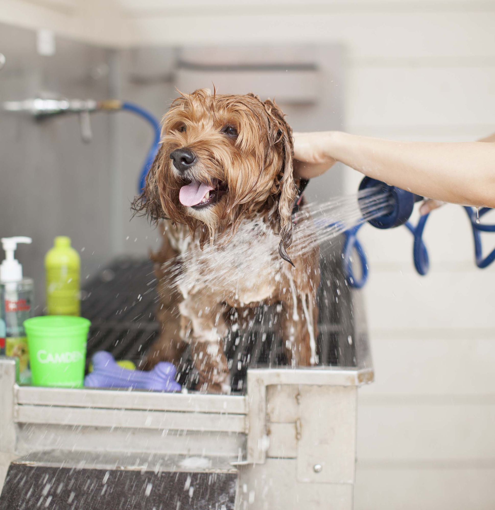 Camden Buckhead Image 47