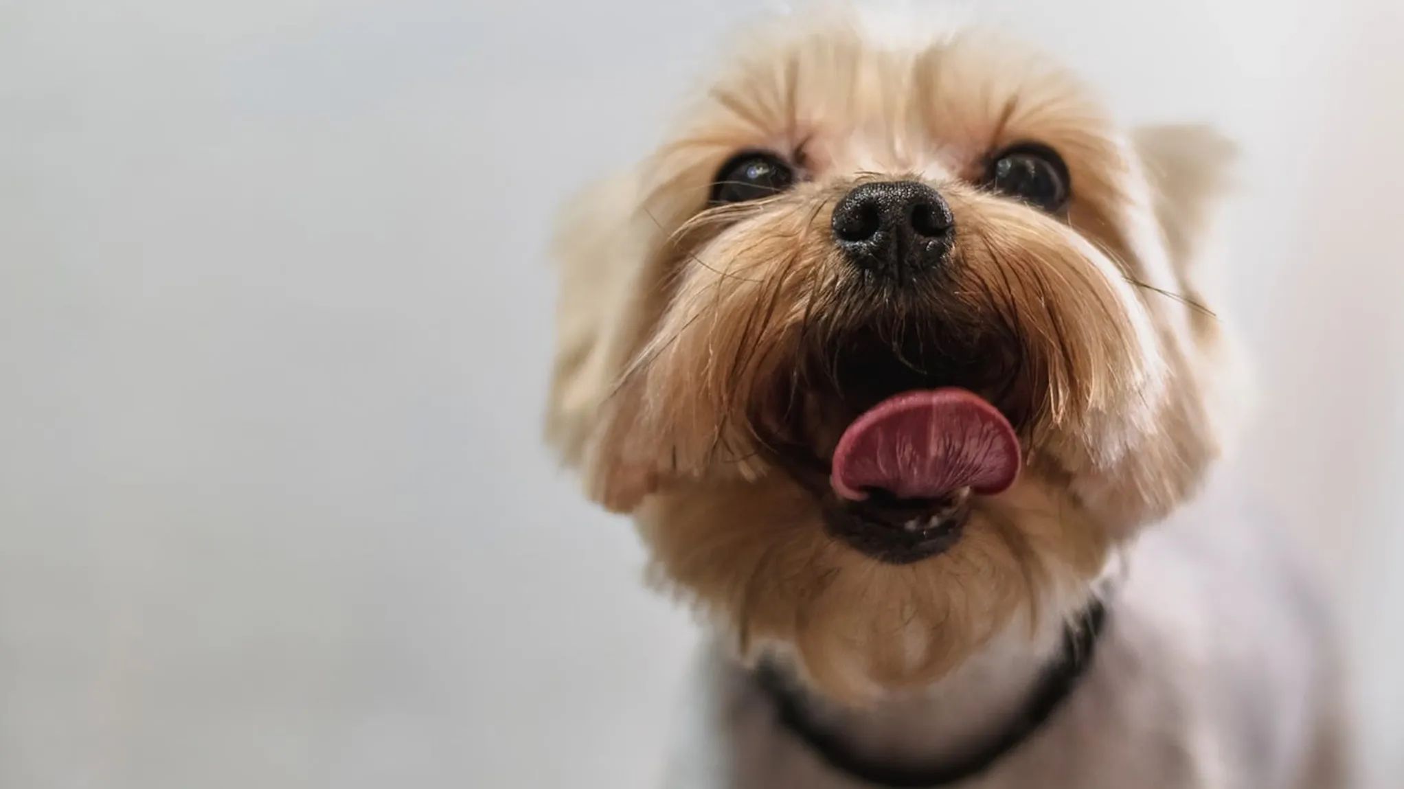 Beachway Links welcomes pets of all sizes with open arms!