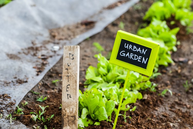 Grown your own vegetables in our on-site garden plots