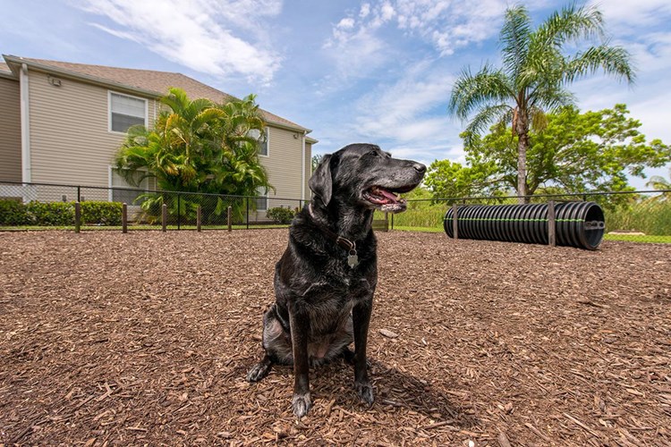 Meadow Lakes offers pet friendly apartments in Naples.
