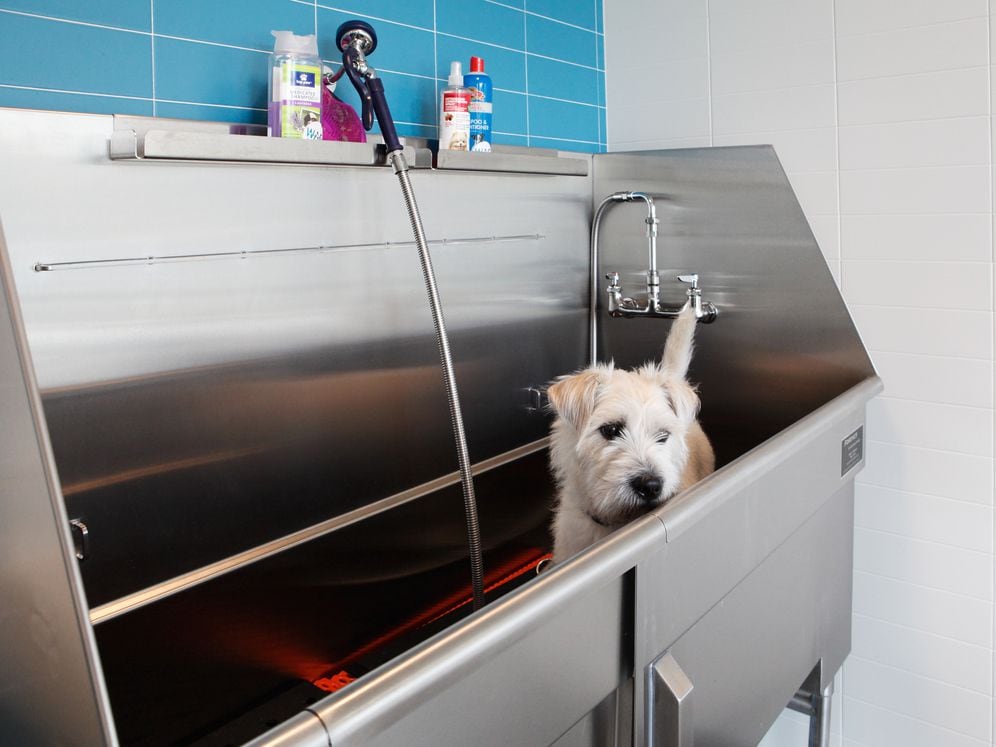 WAG pet spa with bathing and grooming equipment