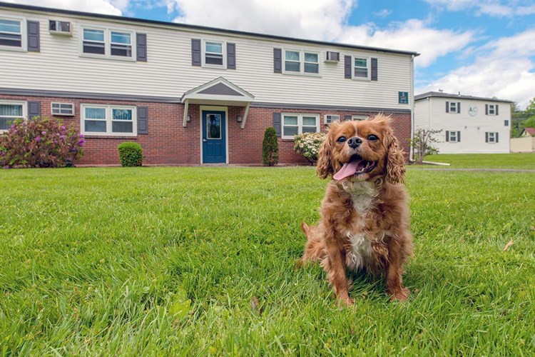 Aspen Chase offers pet friendly apartments in Amherst.