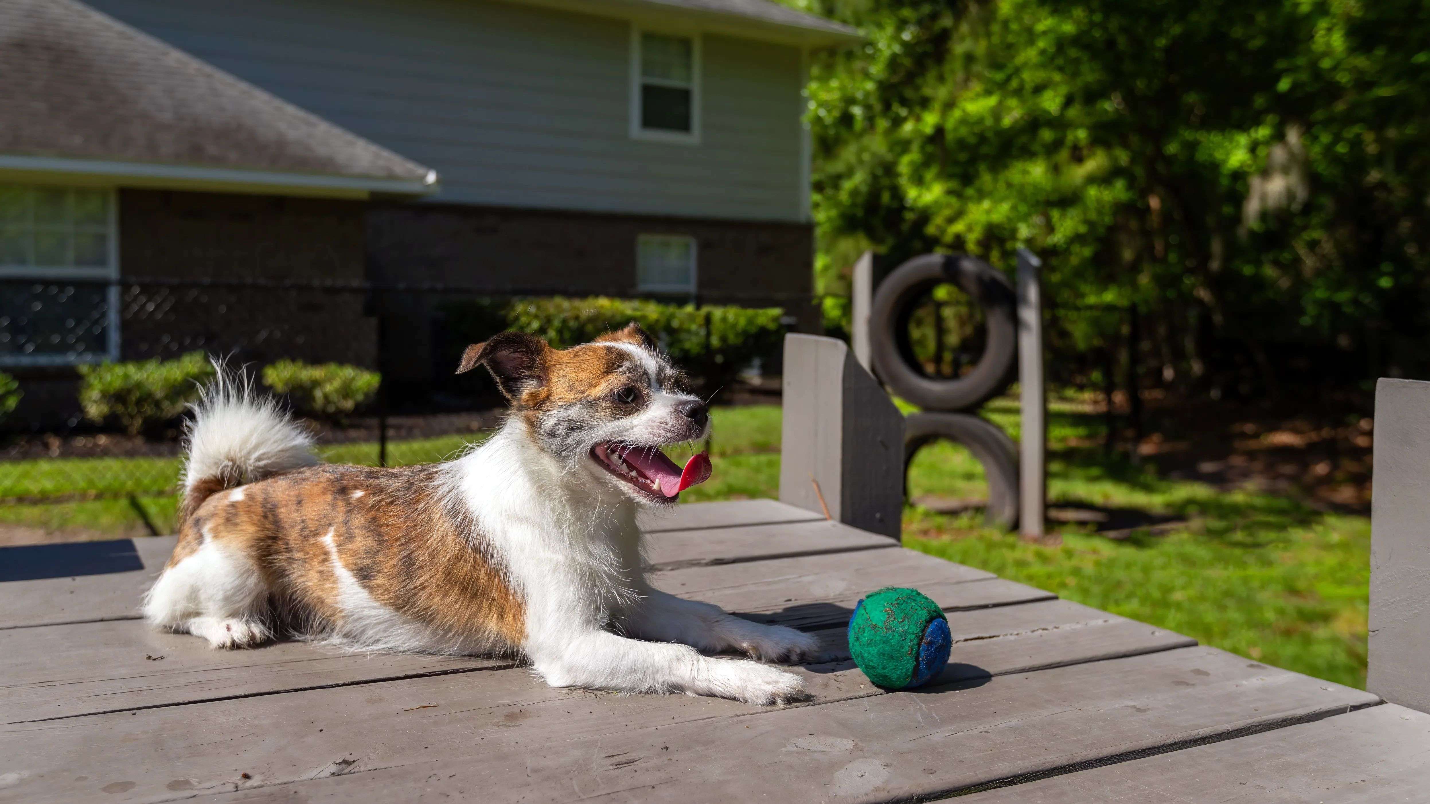 Bring your furry friend down to our off-leash dog park, complete with obstacle course.