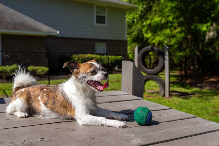 Bring your furry friend down to our off-leash dog park, complete with obstacle course.