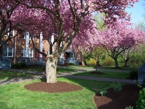 Lawrenceville Gardens Image 21