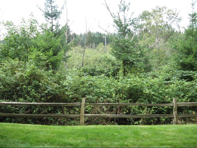 Surrounded by tranquil woods