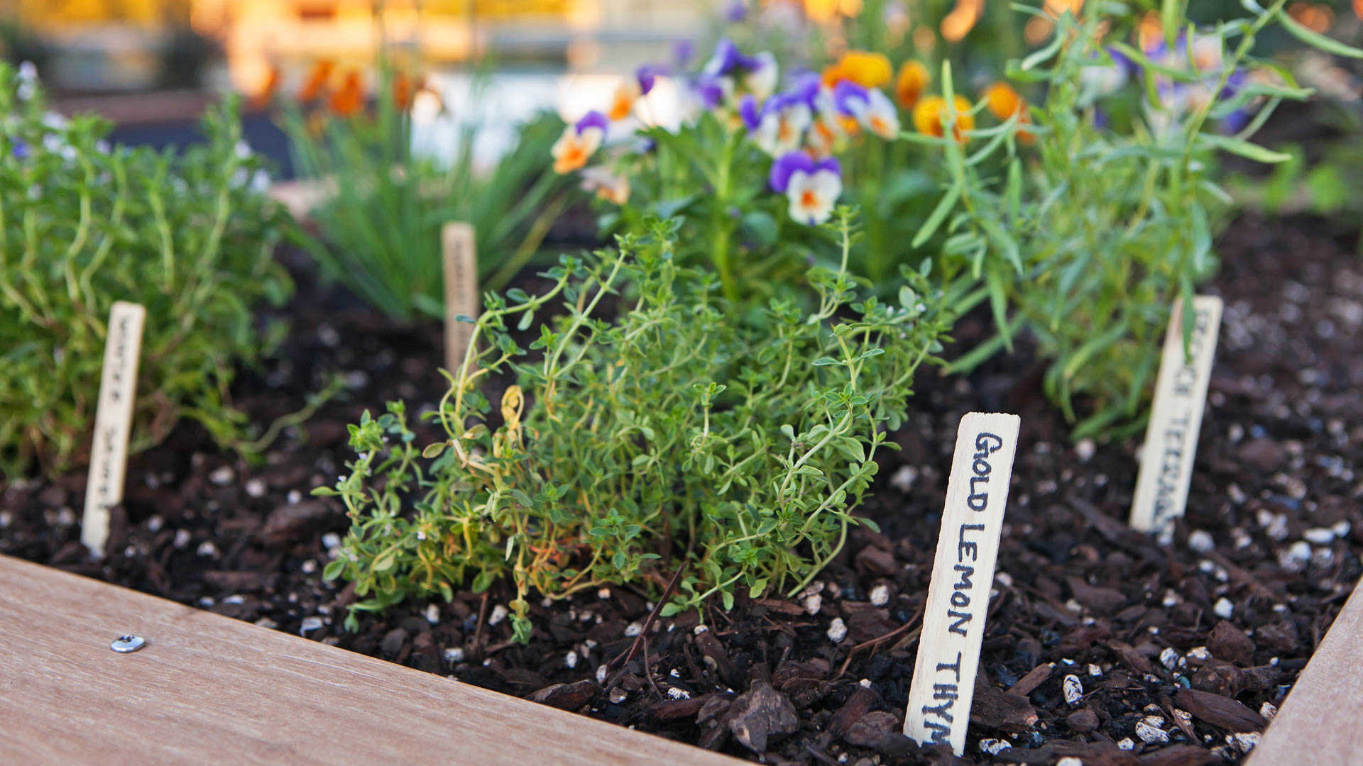 Springline  Image 38