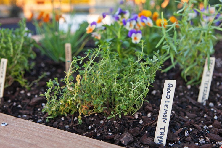 Springline  Image 38