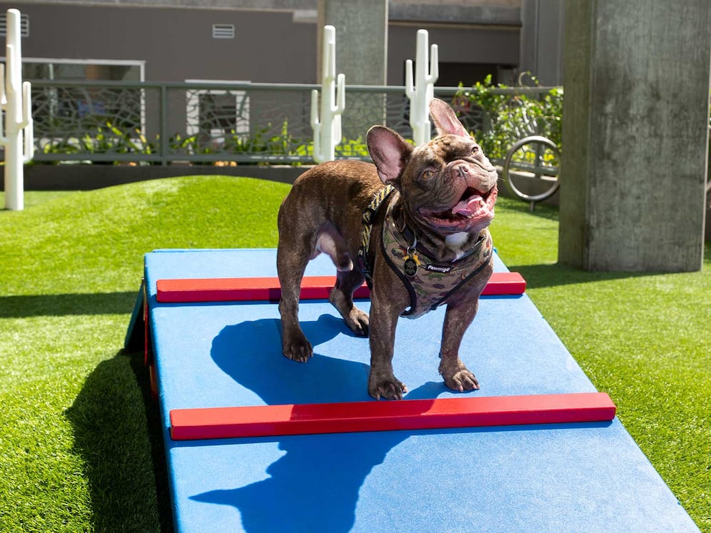 WAG Pet Park
