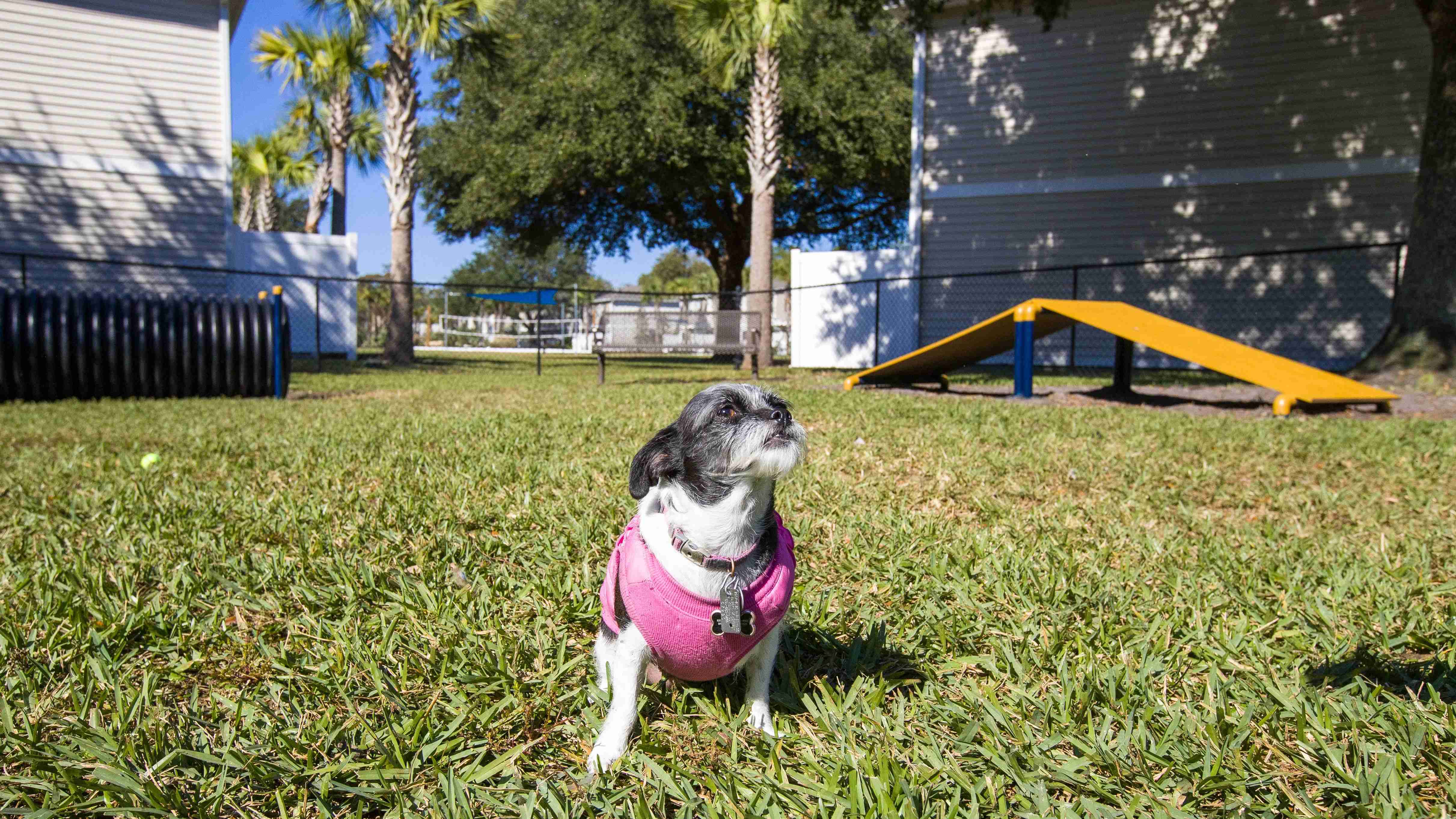 Our pet-friendly community in Brunswick offers an off-leash dog park for your furry friends to play. We welcome large breeds too!