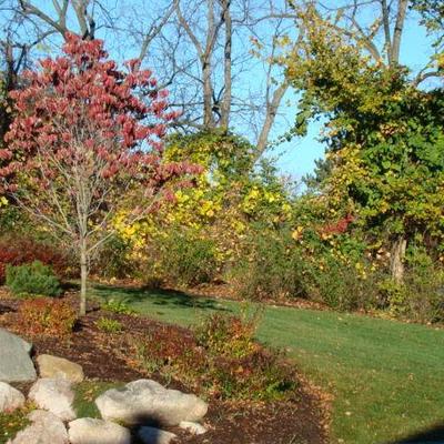 Strawberry Lane Image 5