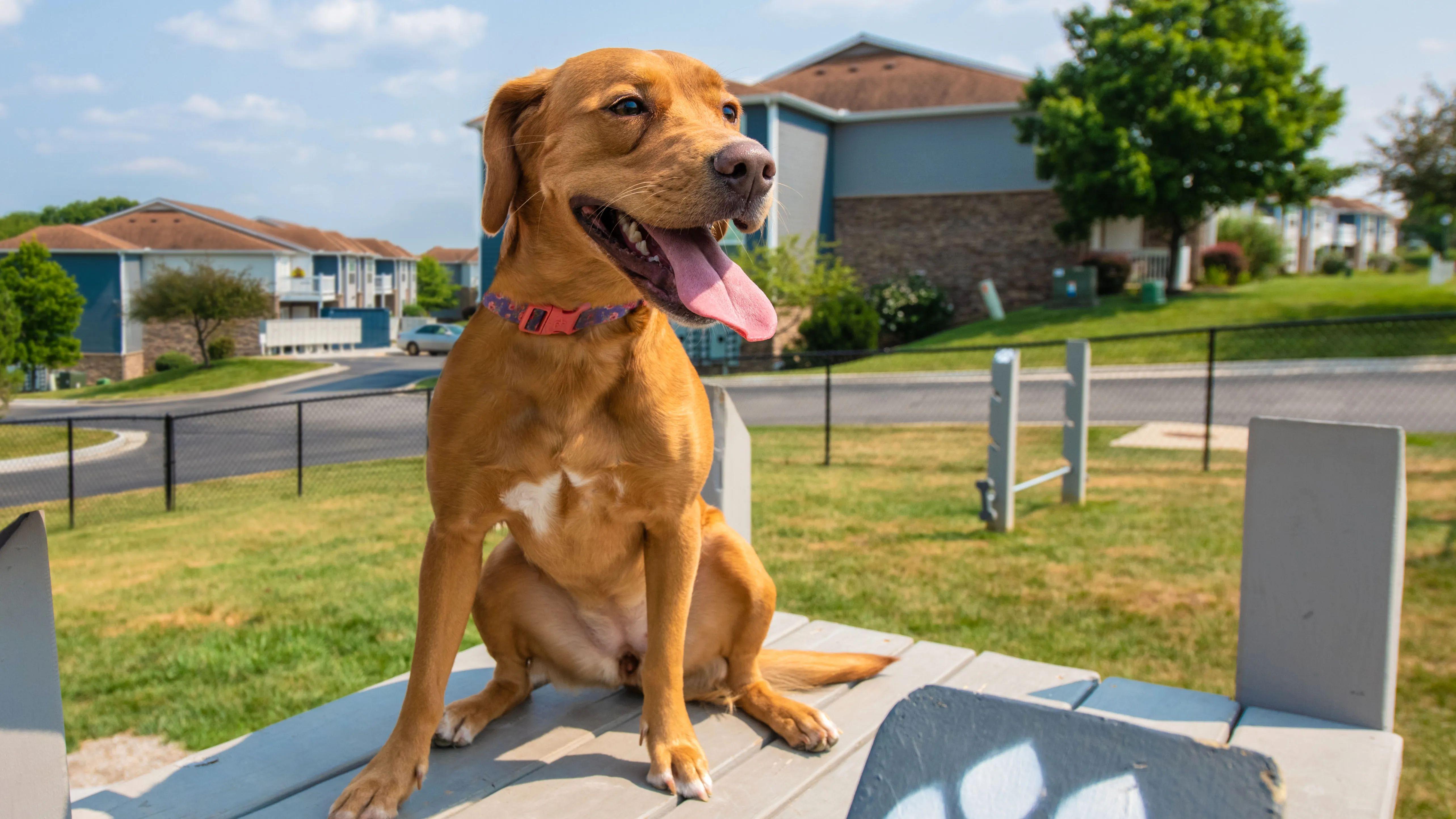 Embrace pet-friendly living in Shawnee, Kansas, ensuring your four-legged companions feel at home and cherished within our community. 