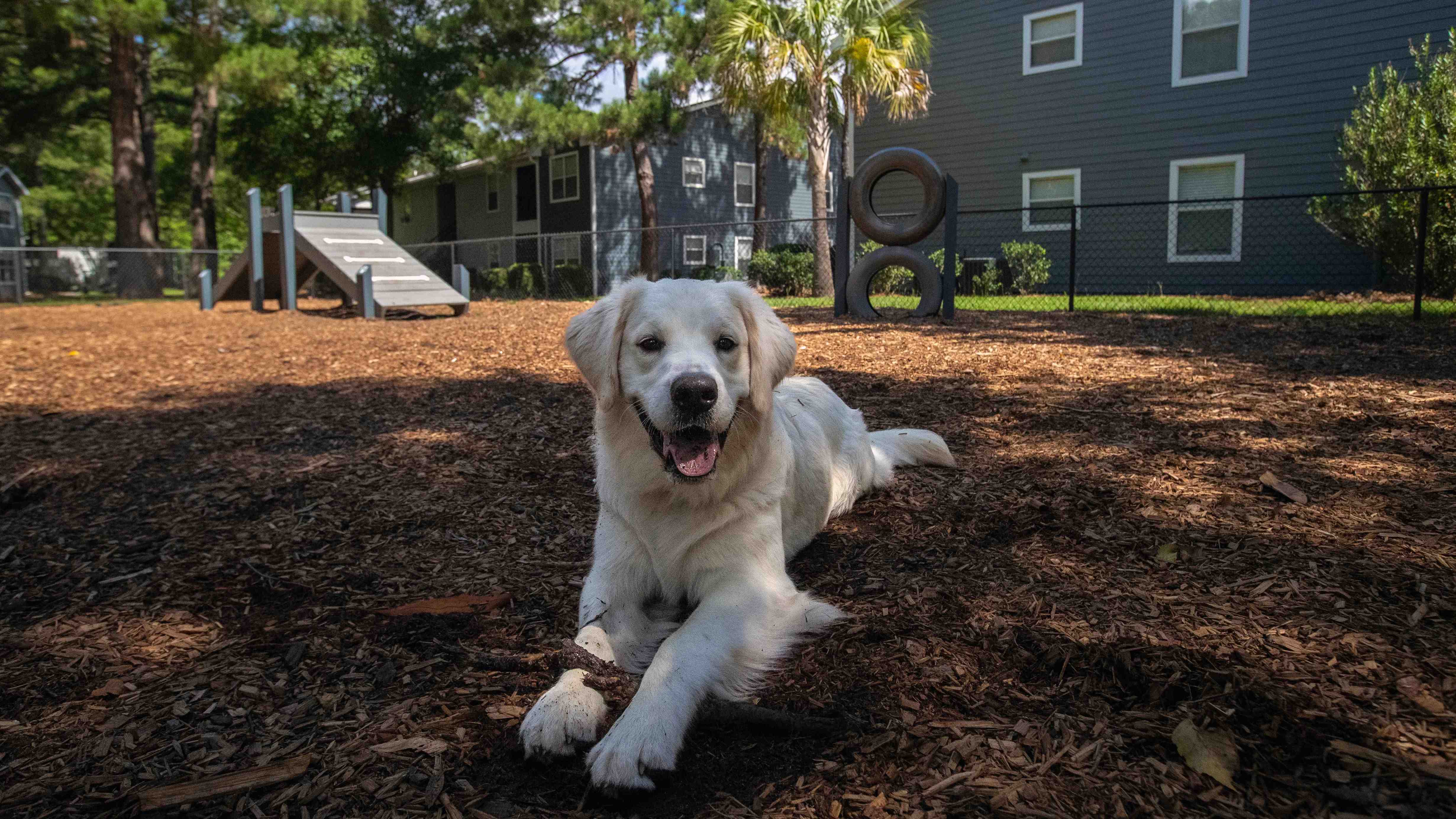 Treat your furry friend to a day of joy at Emerson Isles' Bark Park!