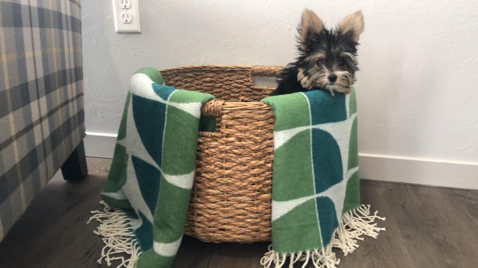 The Seven at Page Woodson Image 4