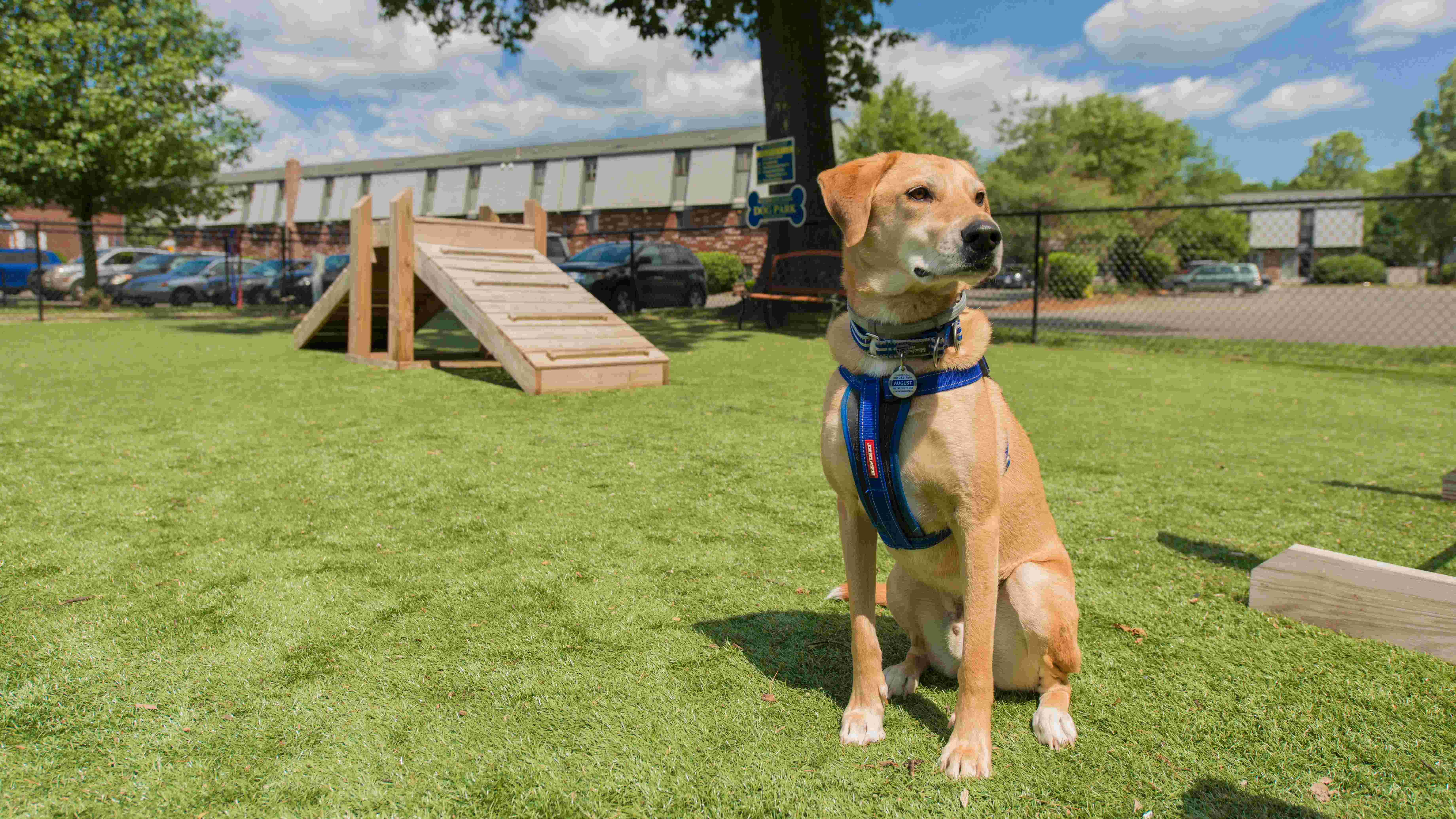 Southwood Acres welcomes your four-legged companions with pet-friendly apartments in Westfield and an off-leash dog park – where tails wag with joy!