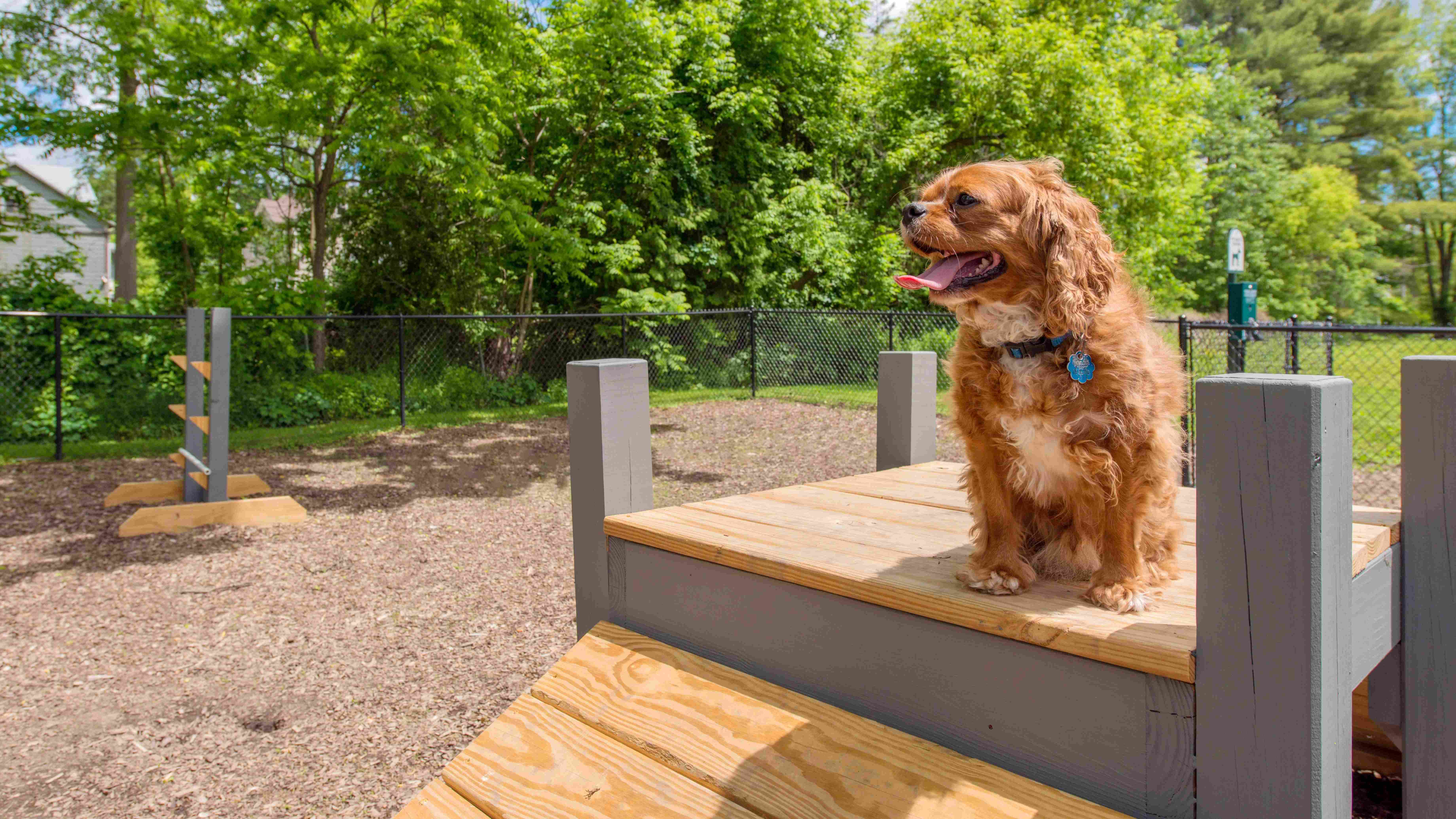 Our off-leash dog park offers a safe haven for your pet. Let them run, play, and explore in a protected space just for them.